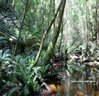 Typický prales Tasmánie